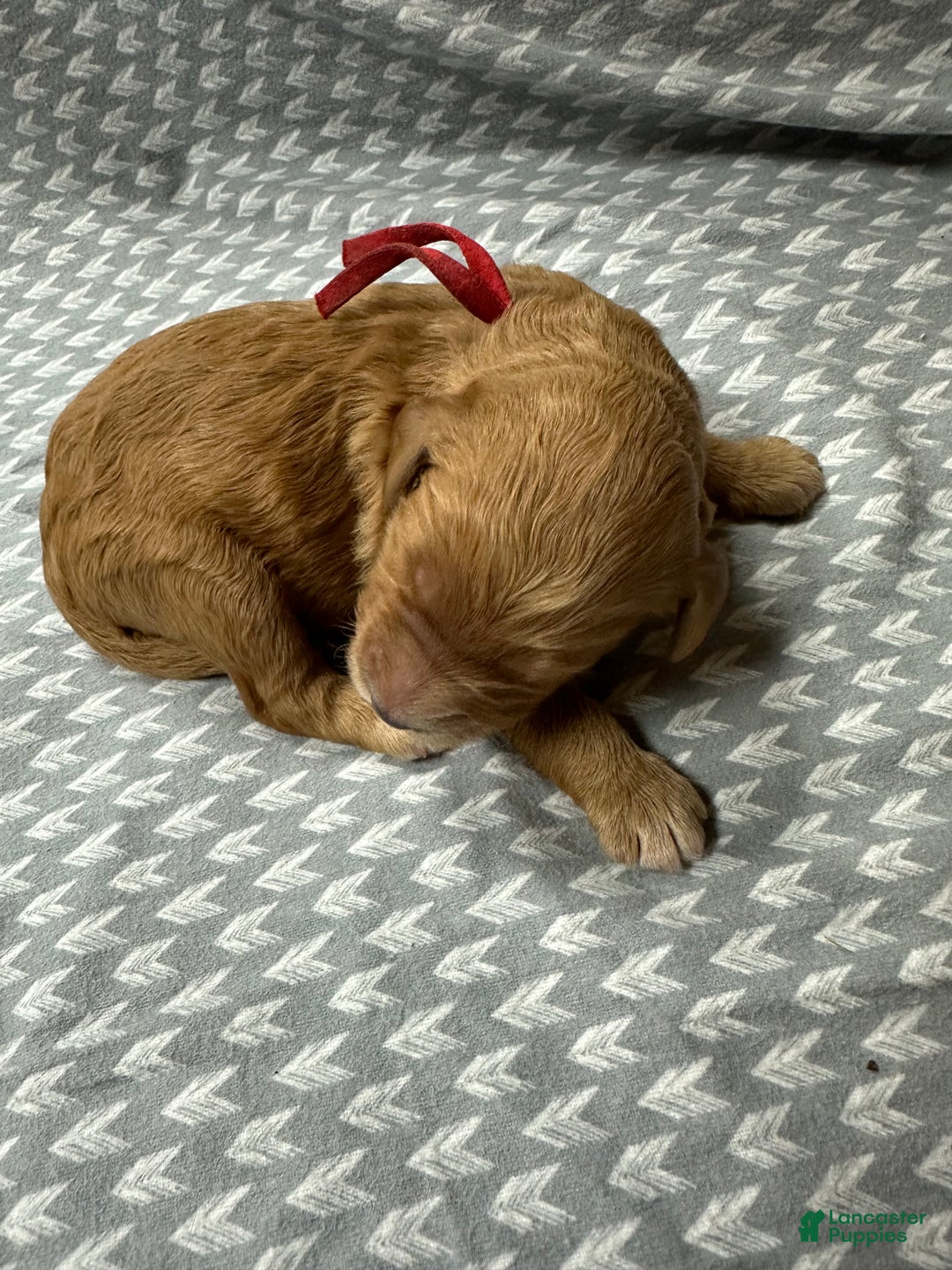 Goldendoodle dogs for sale: Red - Ad 2