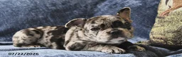 French Bulldog dogs for sale: Cinderella - Ad 1