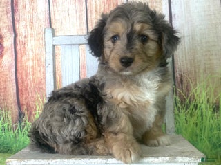 Mini Aussiedoodle dogs - Ad 9