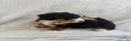Mini Bernedoodle dogs for sale: Summer - Ad 7