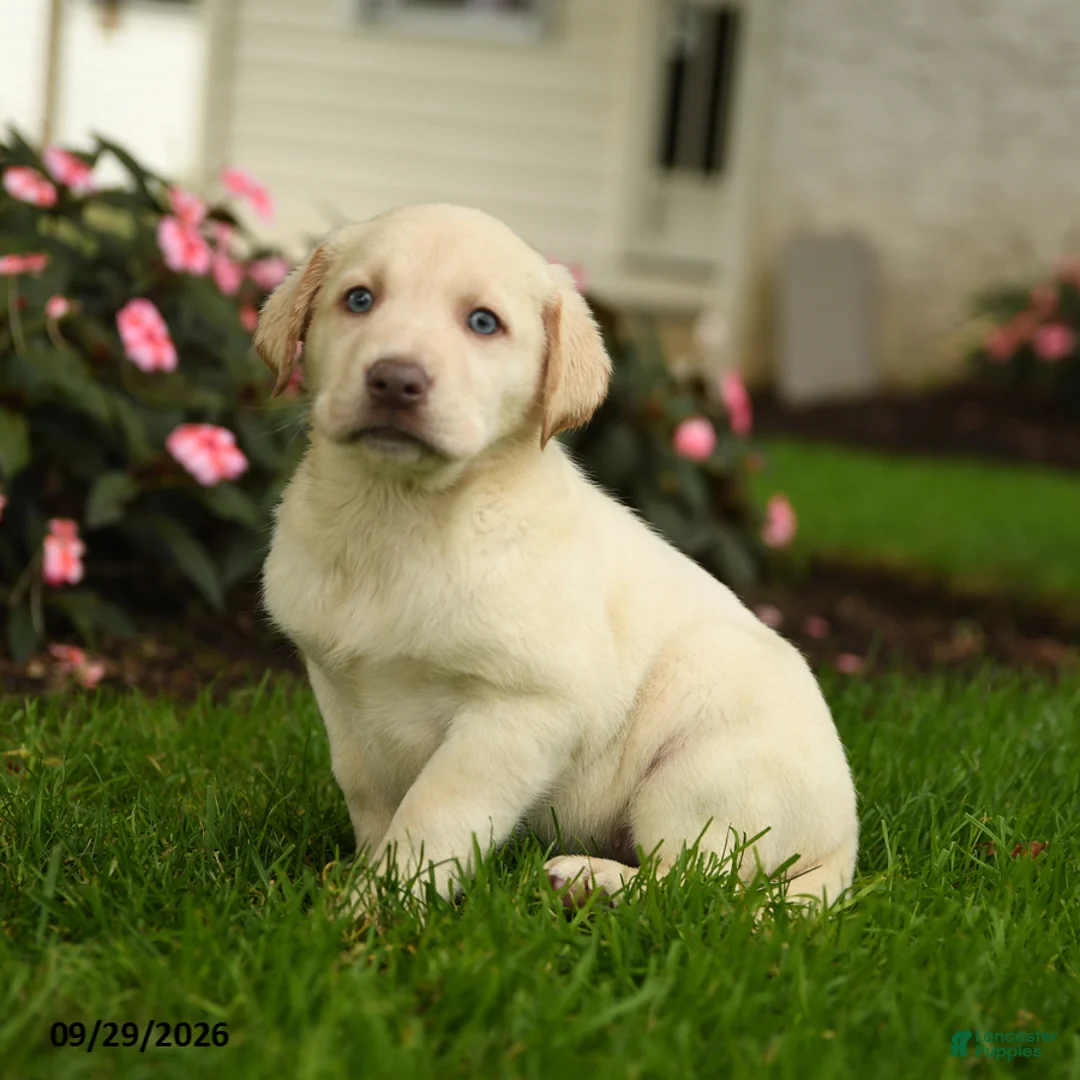Labrador Retriever dogs for sale: Sadie - Ad 1