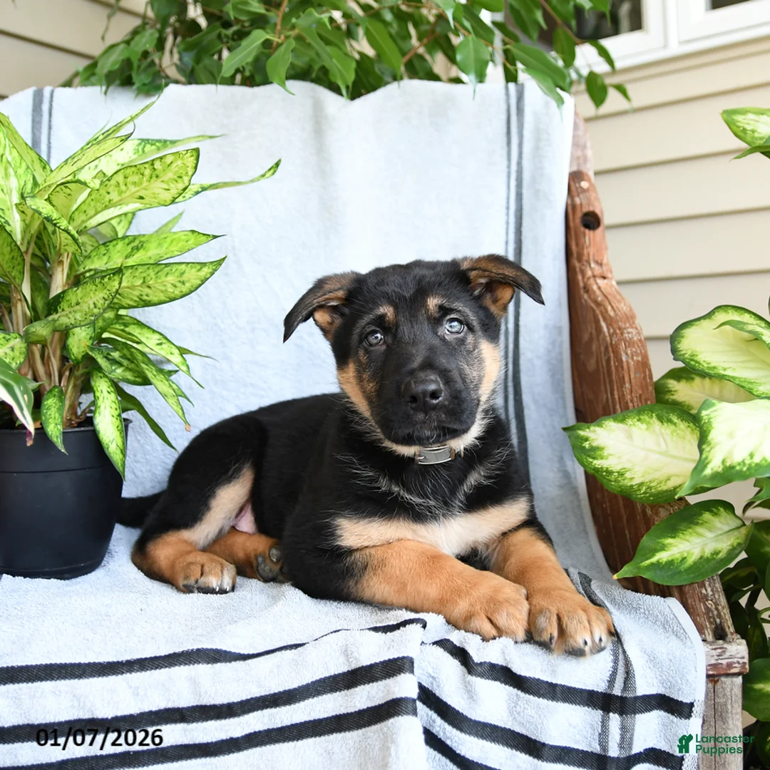 German Shepherd dogs for sale: Neil - Ad 5