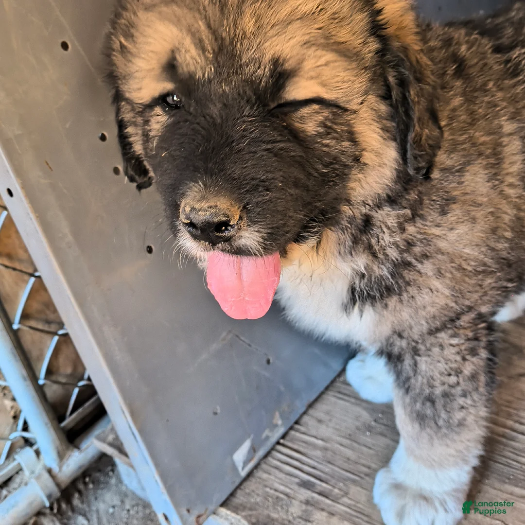 Mixed Breed dogs for sale: Mixed Breed 4 - Ad 1
