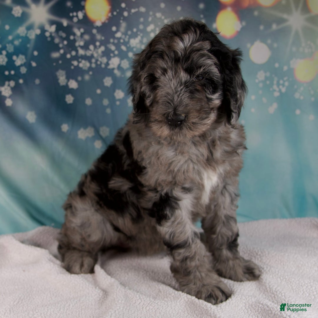 Mixed Breed dogs for sale: Brenda - Ad 1