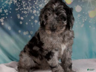 Mixed Breed dogs Brenda - Ad 35