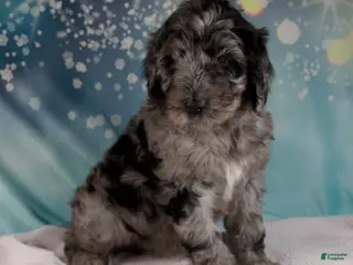 Schnoodle dogs Brenda - Ad 9