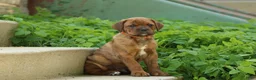 Mixed Breed dogs for sale: Kingston - Ad 1