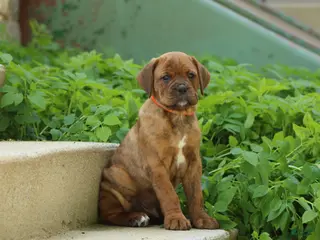 Mixed Breed dogs Kingston - Ad 6