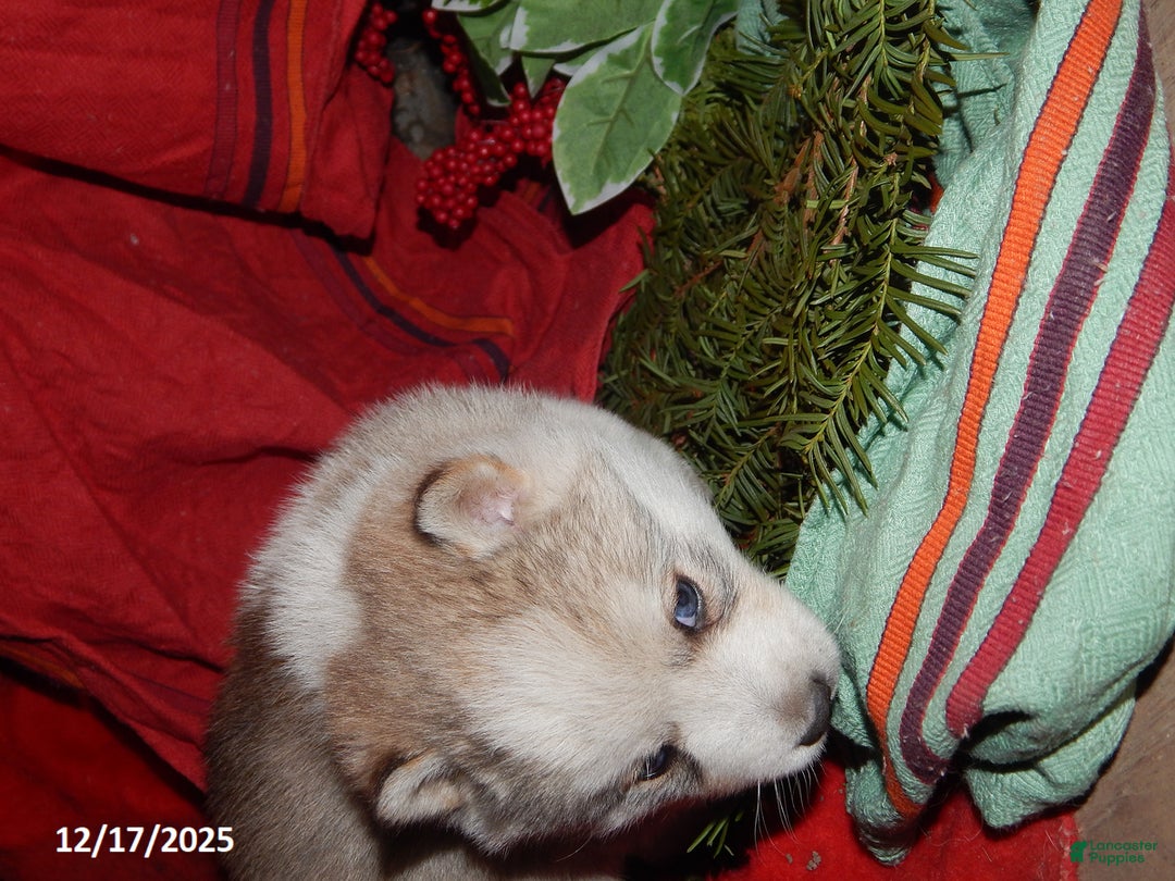 Pomsky dogs for sale: Max - Ad 2