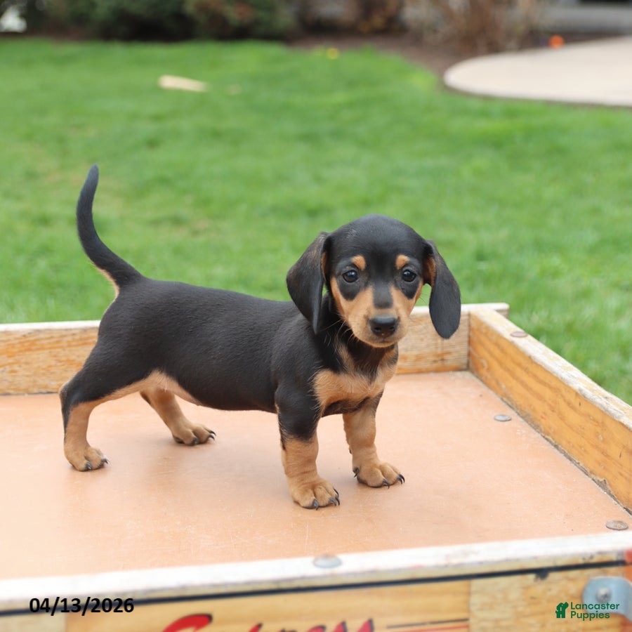Miniature Dachshund dogs Lexi  - Ad 2