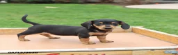 Miniature Dachshund dogs for sale: Lexi  - Ad 2