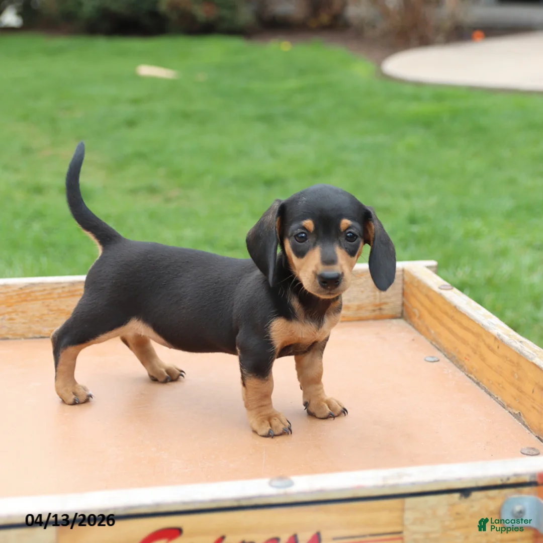 Miniature Dachshund dogs for sale: Lexi  - Ad 2