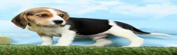 Beagle dogs for sale: Remington - Ad 3