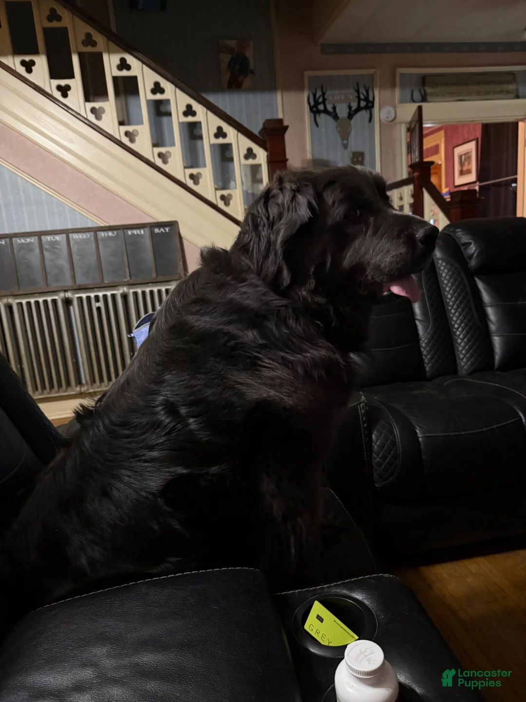 Newfoundland dogs for sale: Bud - Ad 2