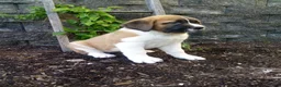 Saint Bernard dogs for sale: Bella  - Ad 4