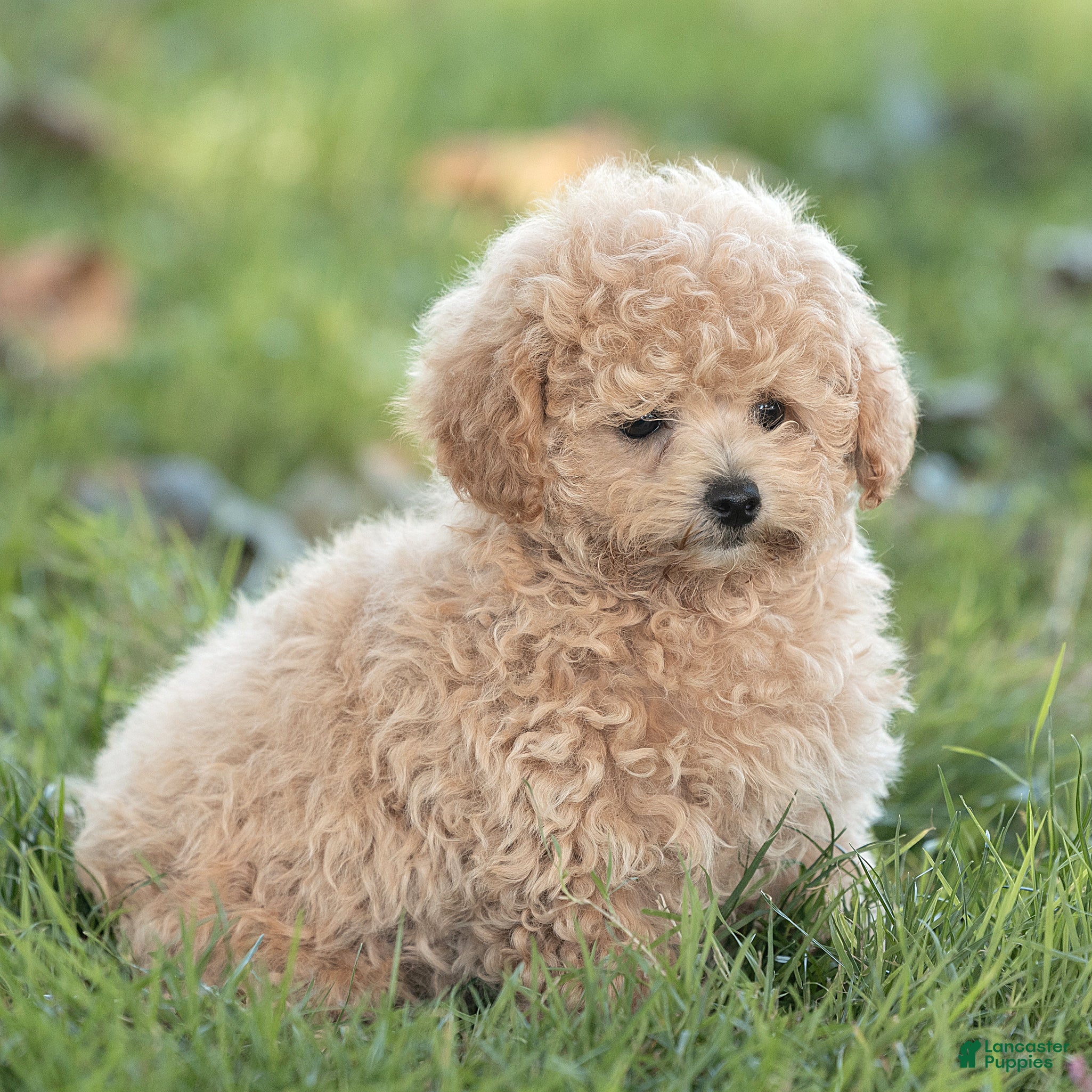 Maltipoo dogs Millie Maltipoo  - Ad 2