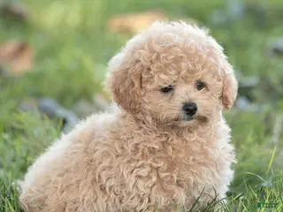 Maltipoo dogs Millie Maltipoo - Ad 2