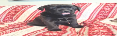 Taki