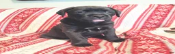 Mixed Breed dogs for sale: Taki - Ad 1