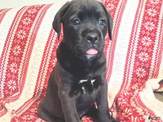Mixed Breed dogs Taki - Ad 28