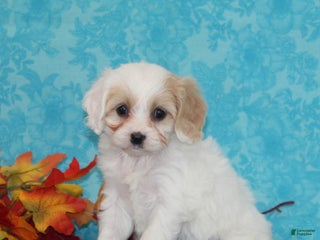 Cavachon dogs - Ad 20