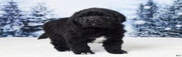 Newfoundland dogs for sale: Noel - Ad 3