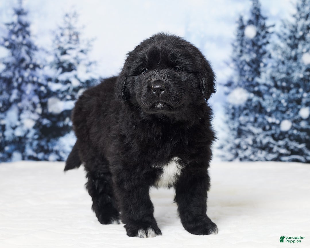 Newfoundland dogs for sale: Noel - Ad 3