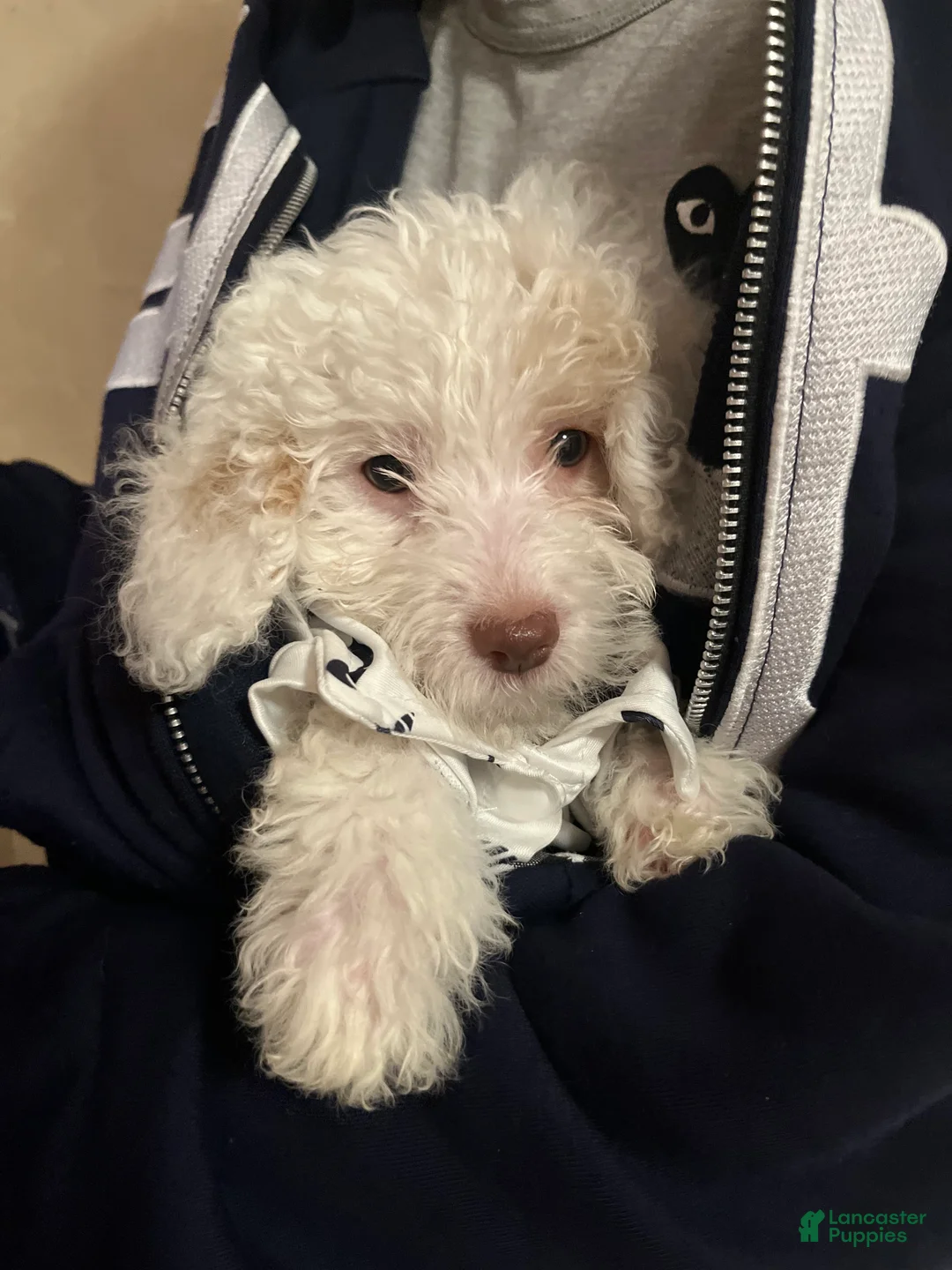 Miniature Poodle dogs for sale: Target 🎯💛 - Ad 2