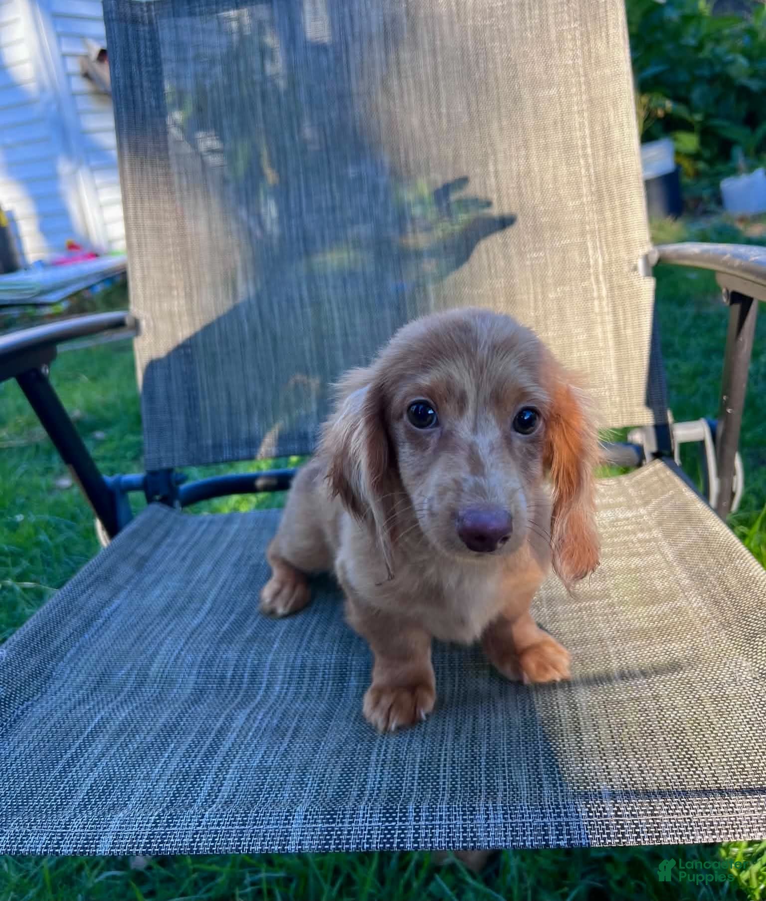 Dachshund dogs Salami - Ad 2