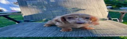 Dachshund dogs for sale: Salami - Ad 2