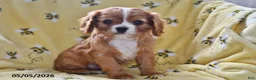 Cavalier King Charles Spaniel dogs for sale: Justice - Ad 3