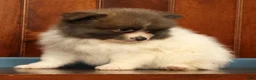 Pomeranian dogs for sale: Manny - Ad 9
