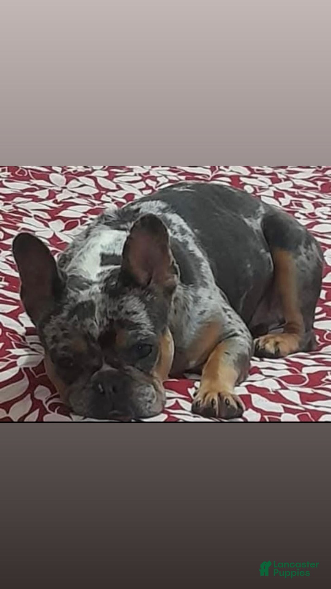 French Bulldog dogs for sale: French Bulldog Puppy 2 - Ad 3