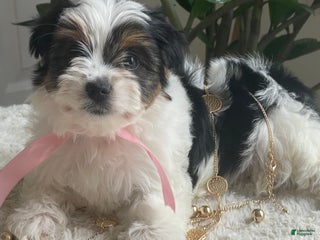 Biewer Terrier dogs Tessie - Ad 25