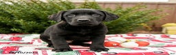 Labrador Retriever dogs for sale: Midnight - Ad 3