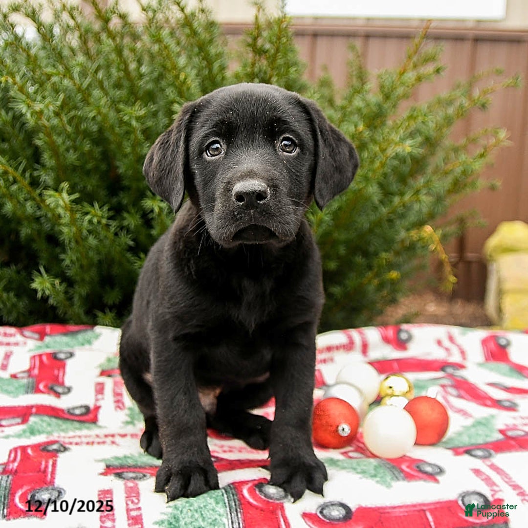 Labrador Retriever dogs for sale: Midnight - Ad 3