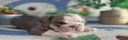 English Bulldog dogs for sale: Moose - Ad 5