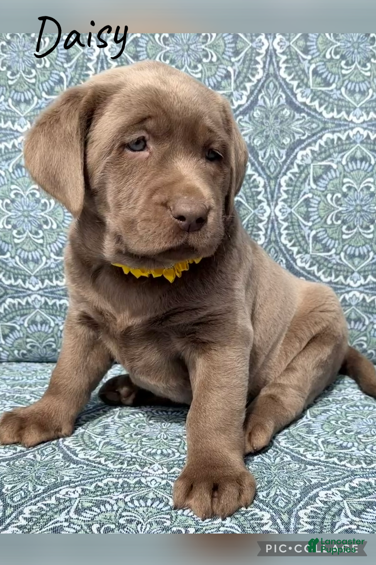 Labrador Retriever dogs Daisy - Ad 1