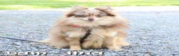 Pomeranian dogs for sale: Chief - Ad 10
