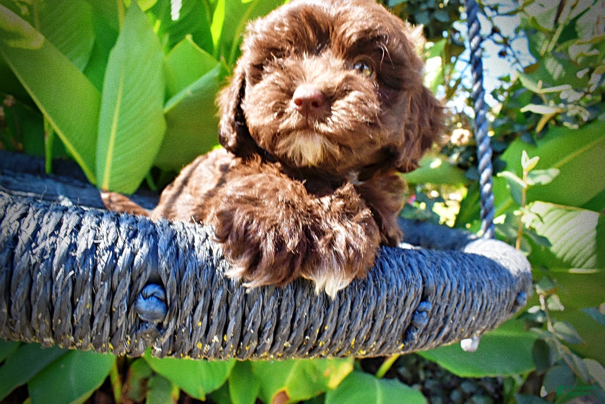 Havapoo dogs Jolene-LABOR DAY SALE-TAKE $100 OFF!!! - Ad 2