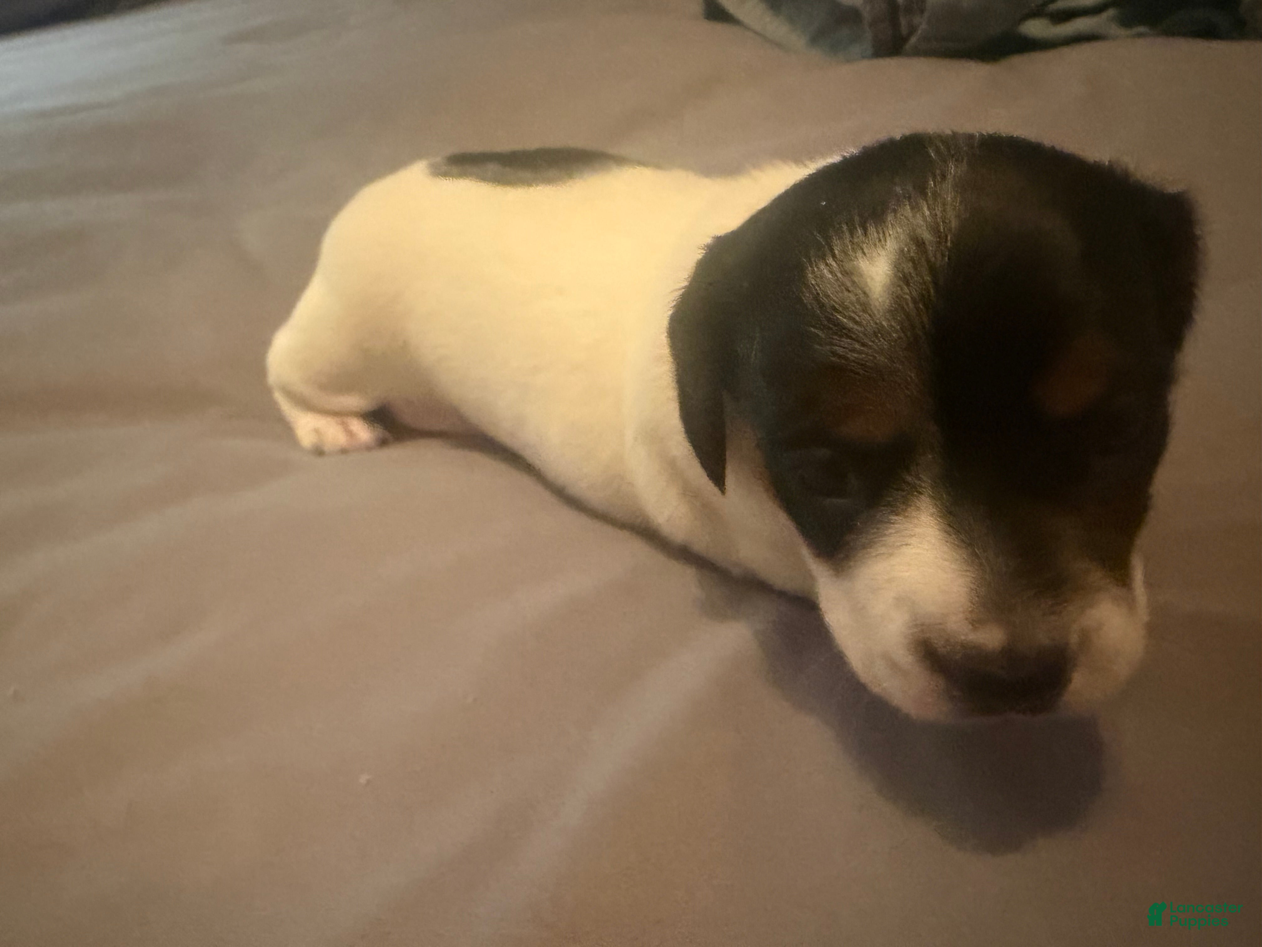 Miniature Dachshund dogs for sale: Miniature Dachshund 2 - Ad 2