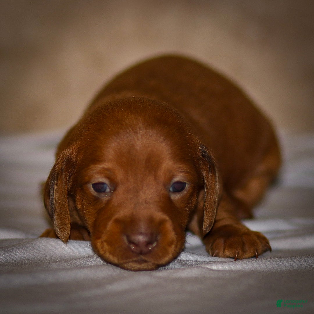Dachshund dogs for sale: Harry - Ad 10