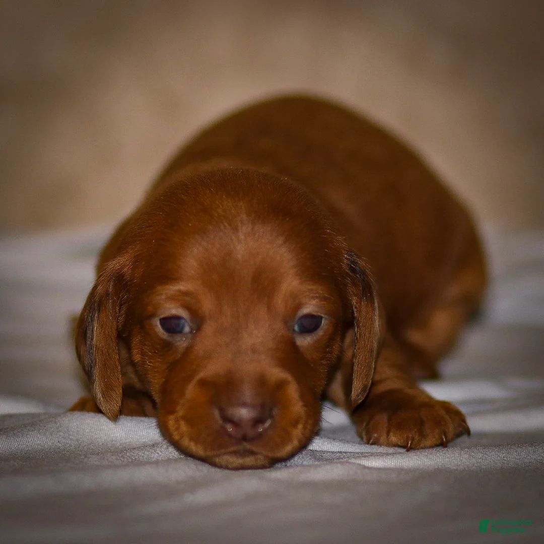 Dachshund dogs for sale: Harry - Ad 13