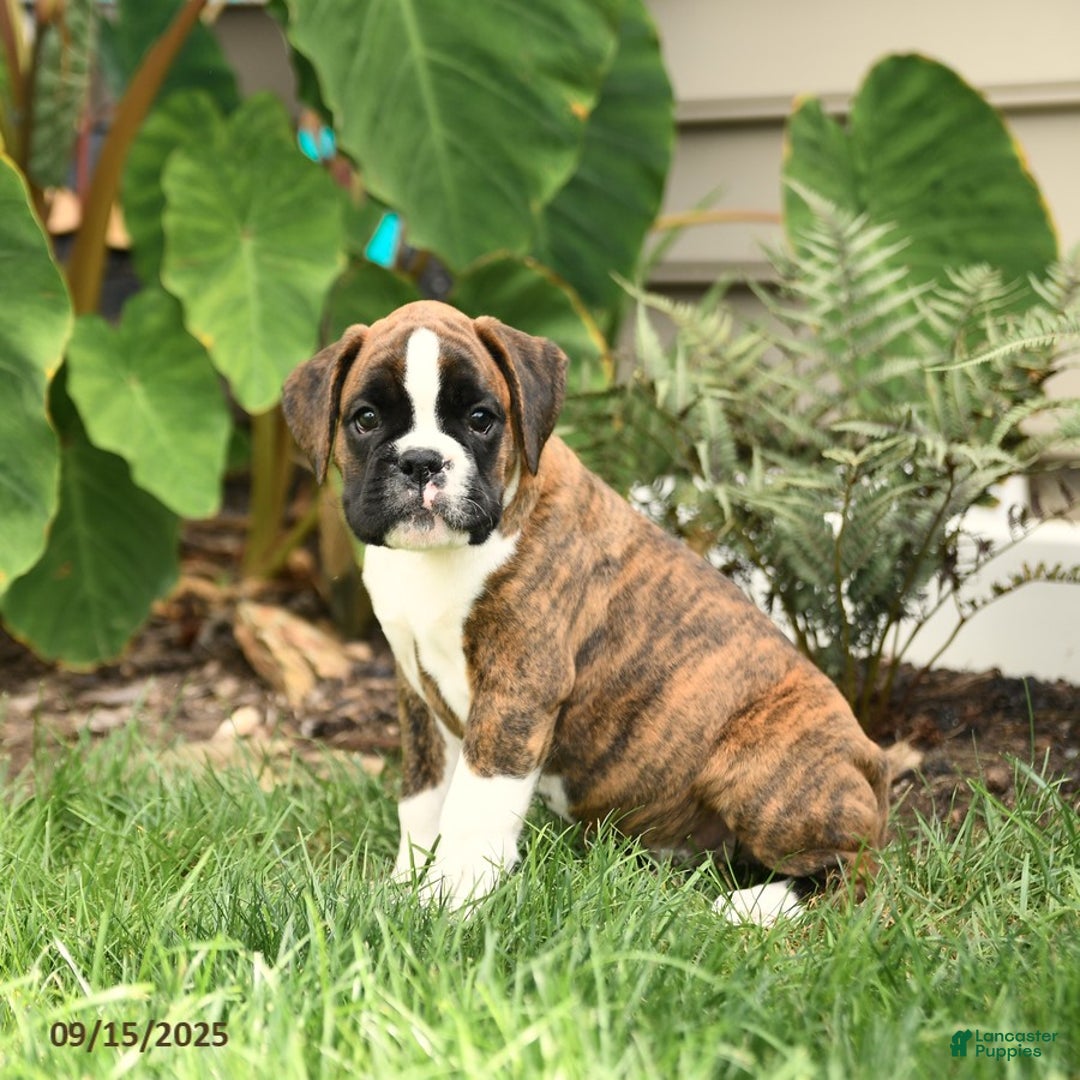 Zion Euro Bloodlines for sale in Peach Bottom Lancaster Puppies