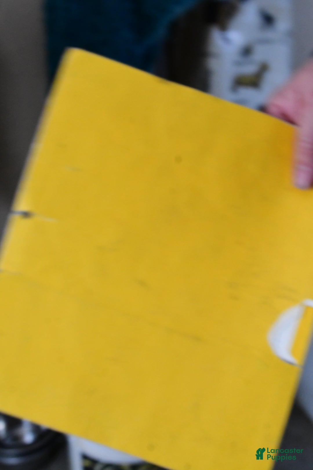 Shihpoo dogs for sale: Ian - Ad 12