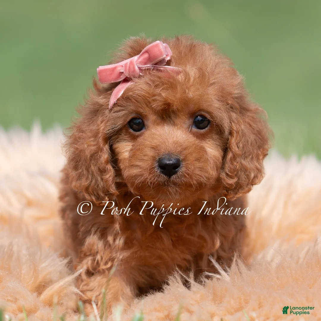 Maltipoo dogs for sale: Cupcake F1 - Ad 1