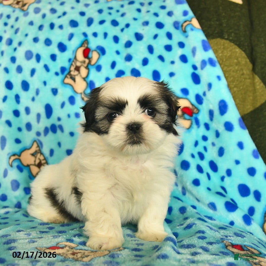 Shih Tzu dogs Beauty  - Ad 2