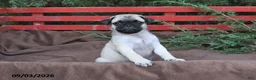 Pug dogs for sale: Taffy - Ad 3