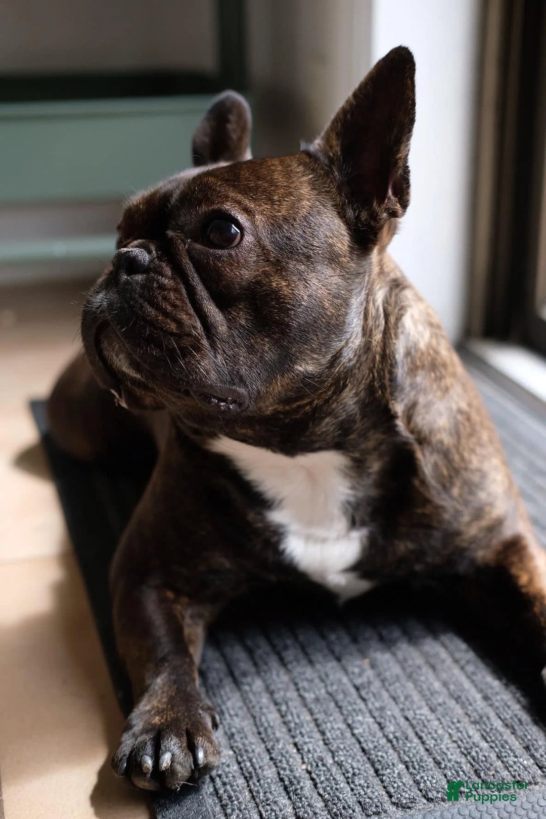 Gallery Image {{count}}