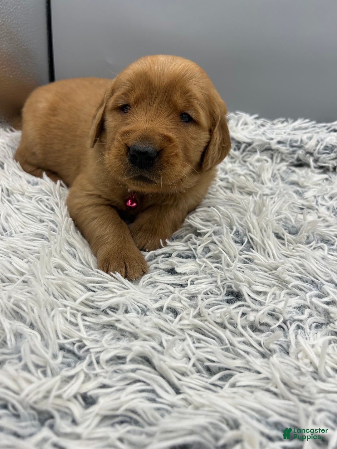 Golden Retriever dogs for sale: Golden Retriever Puppy chloe - Ad 12
